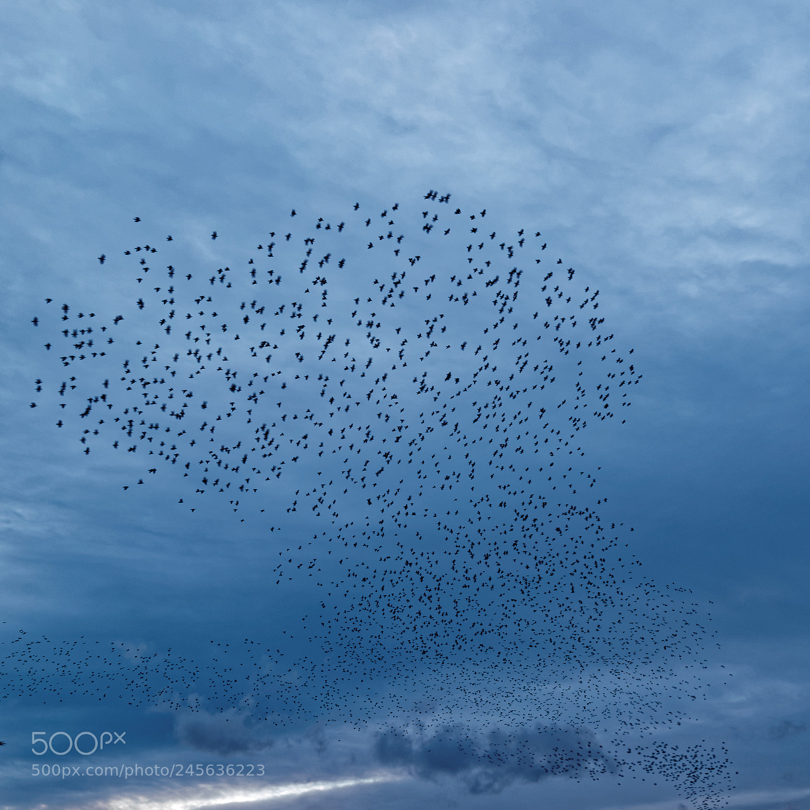 Sony Alpha DSLR-A900 sample photo. Murmuration v photography