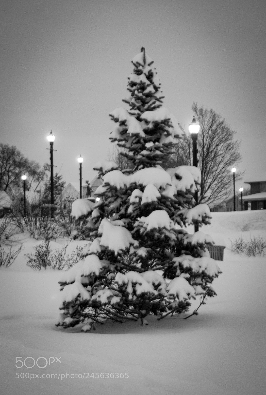 Nikon D200 sample photo. Morning winter tree photography