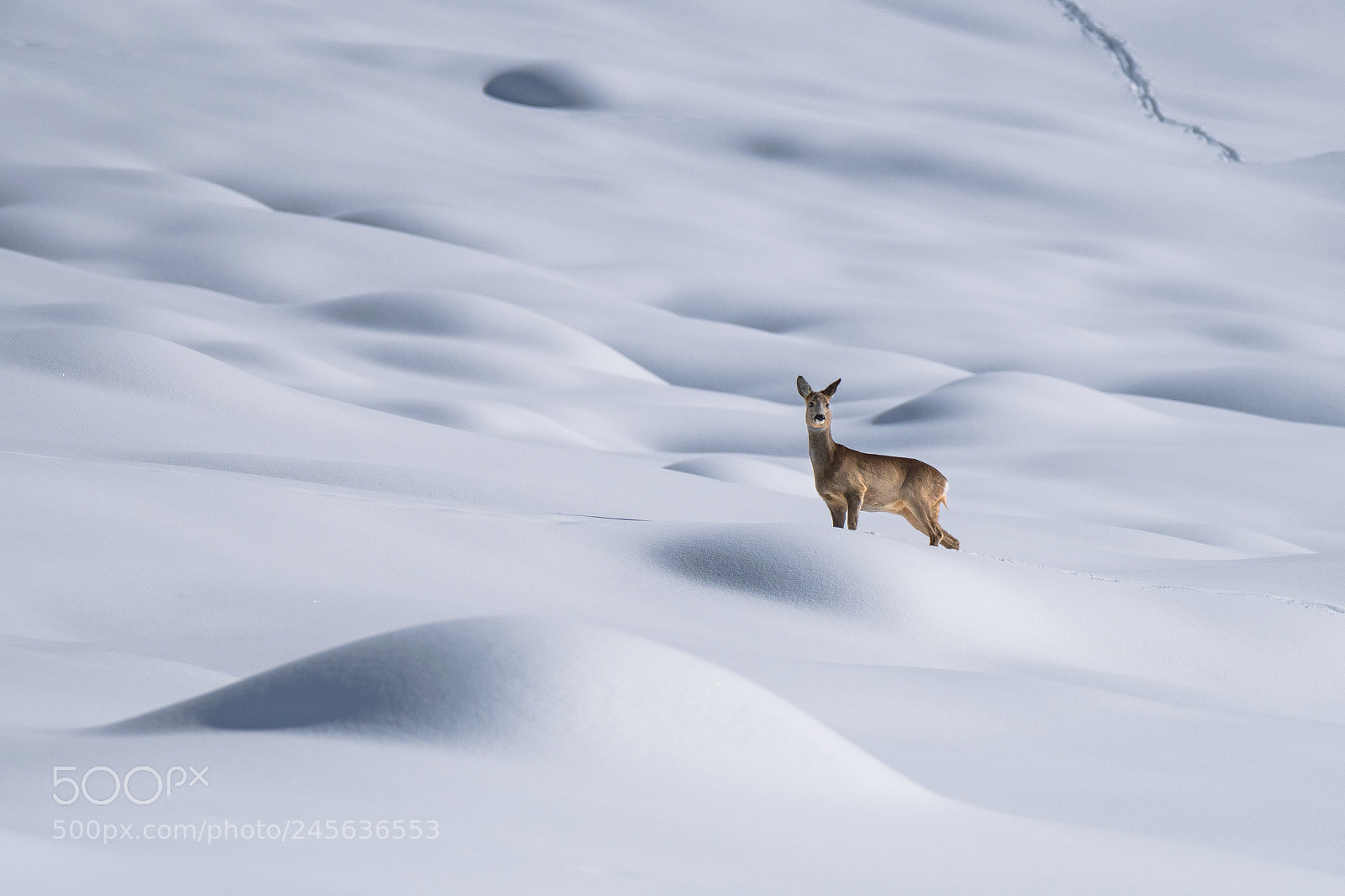 Nikon D500 sample photo. Kampf im schnee photography