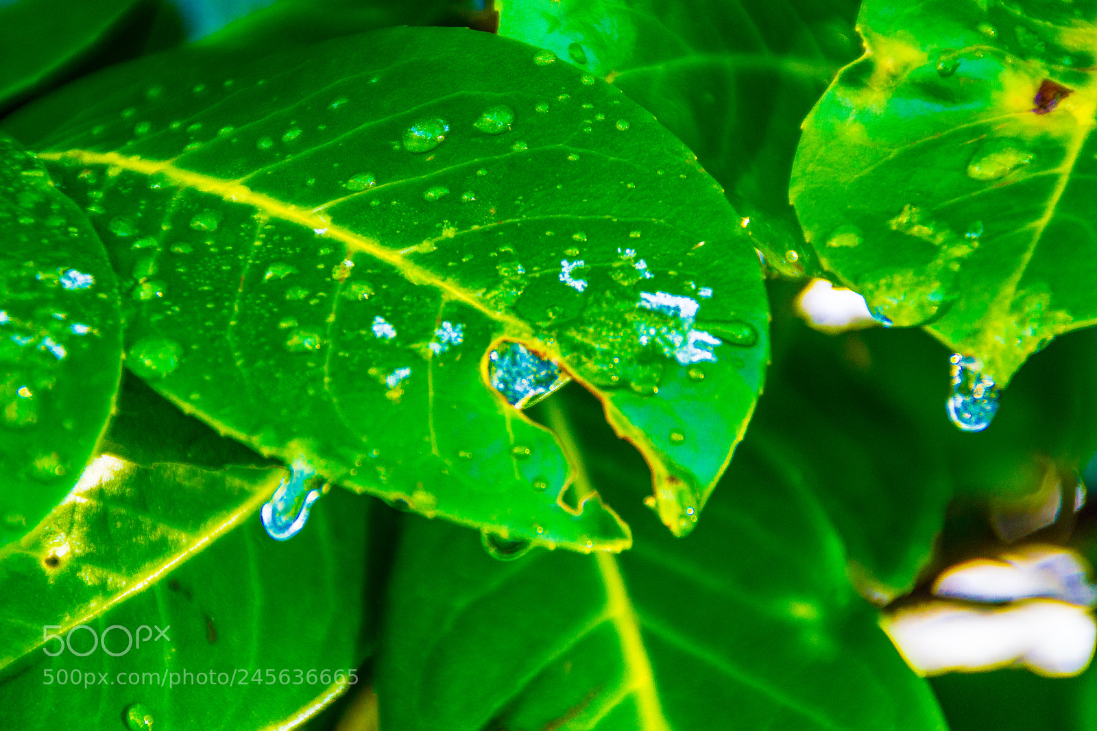 Sony a5100 sample photo. Walking on castione pt5 photography