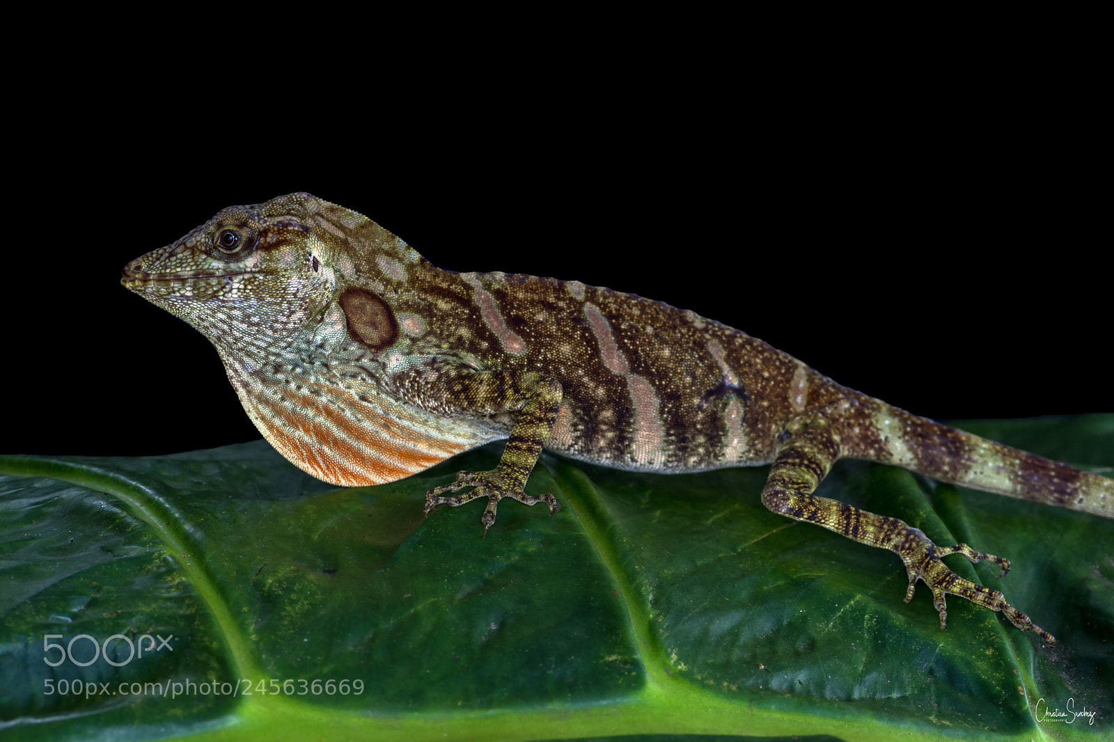 Nikon D4 sample photo. Giant banded anole photography
