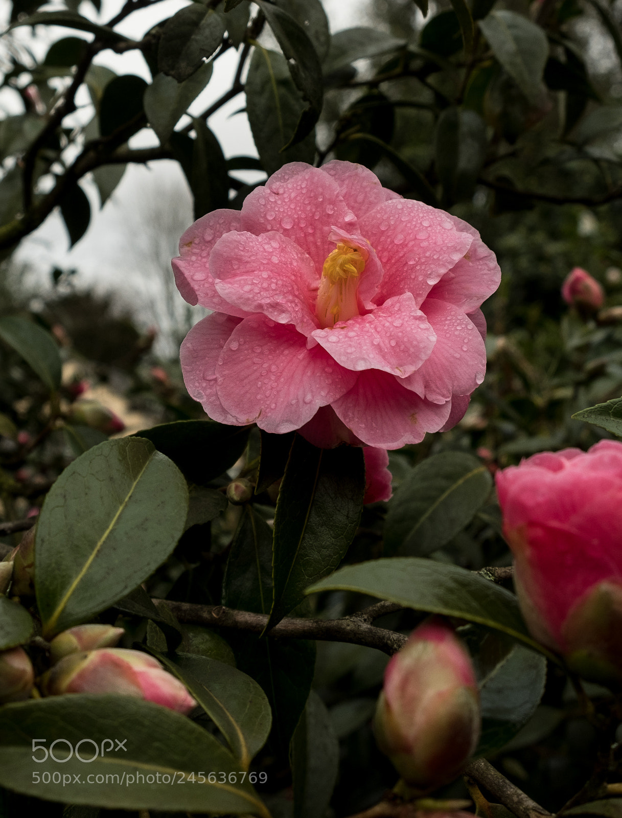Fujifilm X-T2 sample photo. Winter flowering camellia photography
