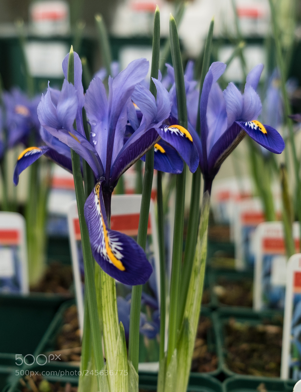 Fujifilm X-T2 sample photo. Dwarf iris's for sale photography