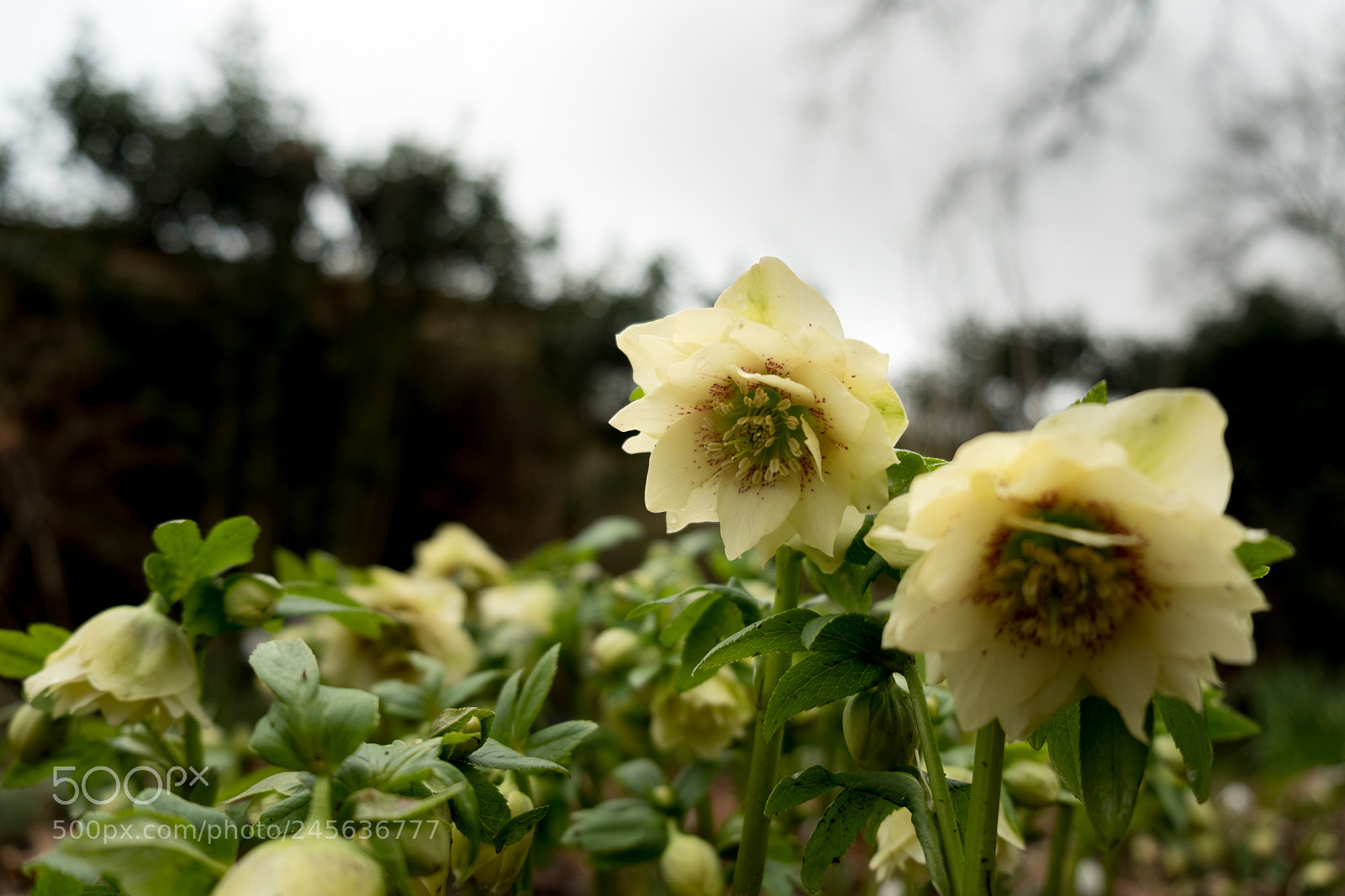 Fujifilm X-T2 sample photo. Winter hellebore photography