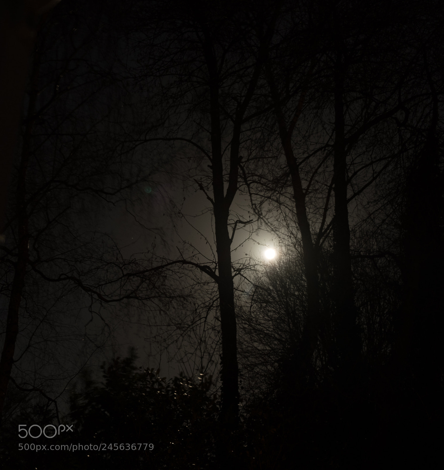 Fujifilm X-T2 sample photo. Moonlit trees photography