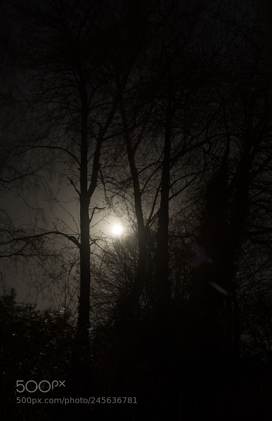 Fujifilm X-T2 sample photo. Silhouetted moonlight photography