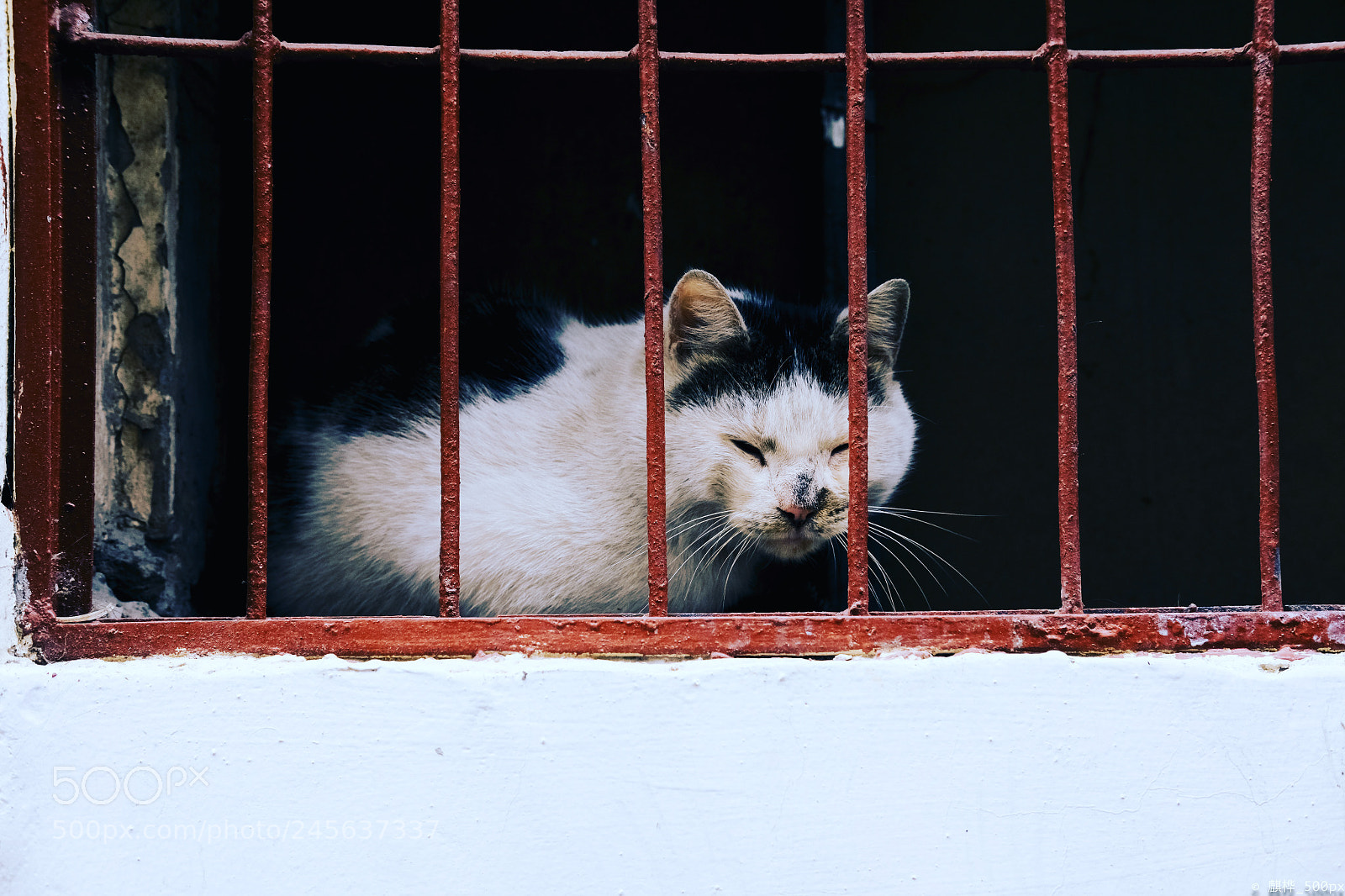 Fujifilm X-T2 sample photo. Shanghai cat photography
