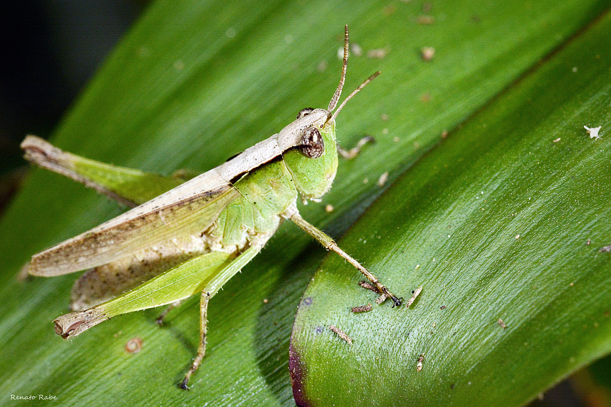 Nikon D5200 + Sigma 105mm F2.8 EX DG OS HSM sample photo