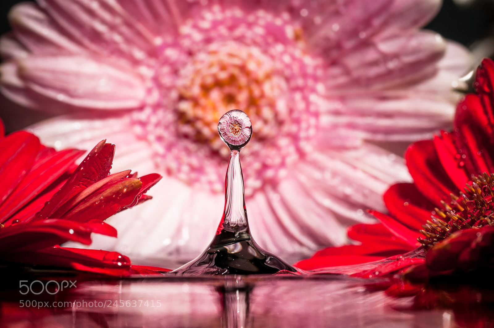 Nikon D300S sample photo. Drops flowers gocce e photography
