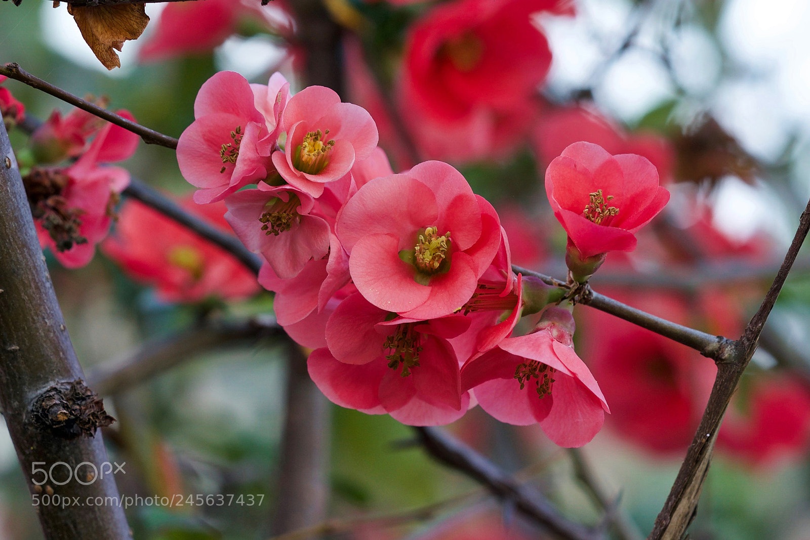Sony a9 sample photo. Darling, you send me photography