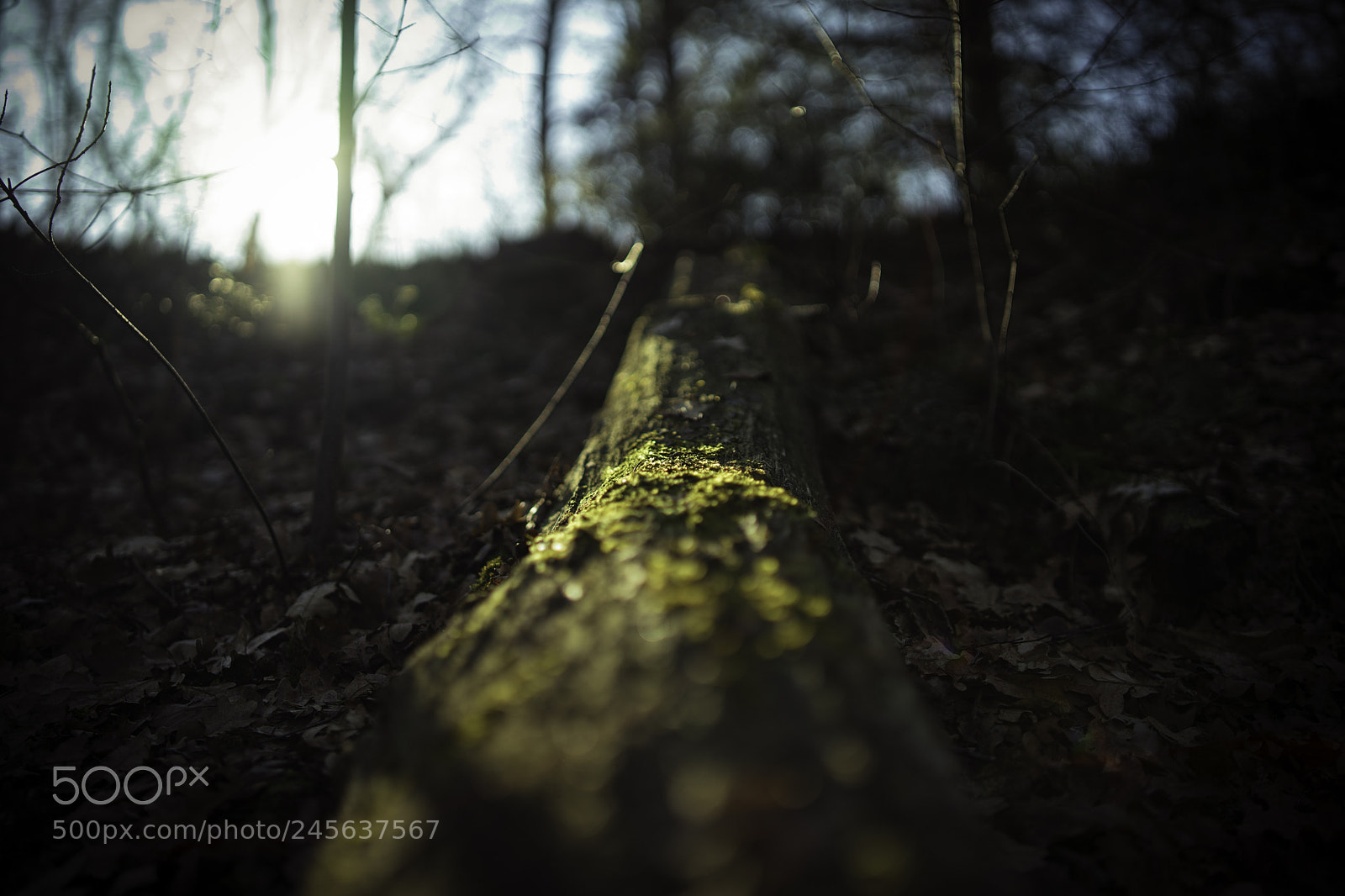 Sony a7 II sample photo. Tree trunk photography