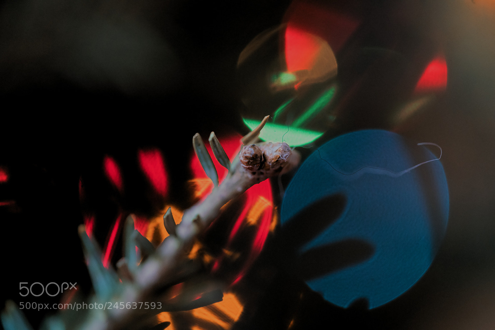 Sony a7R II sample photo. A playful bokeh photography