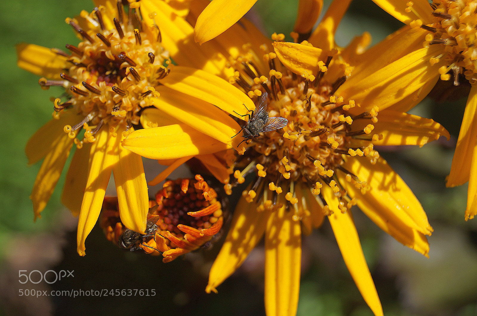 Sony SLT-A37 sample photo. 194.jpg photography