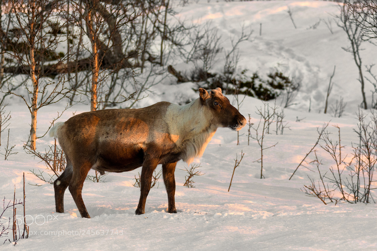 Nikon D500 sample photo. Rangifer tarandus linnaeus, 1758 photography