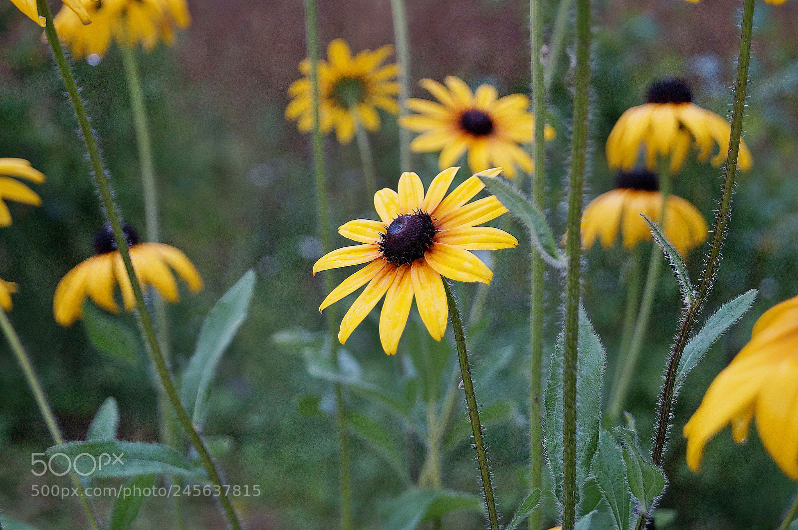Sony SLT-A37 sample photo. Dsc photography