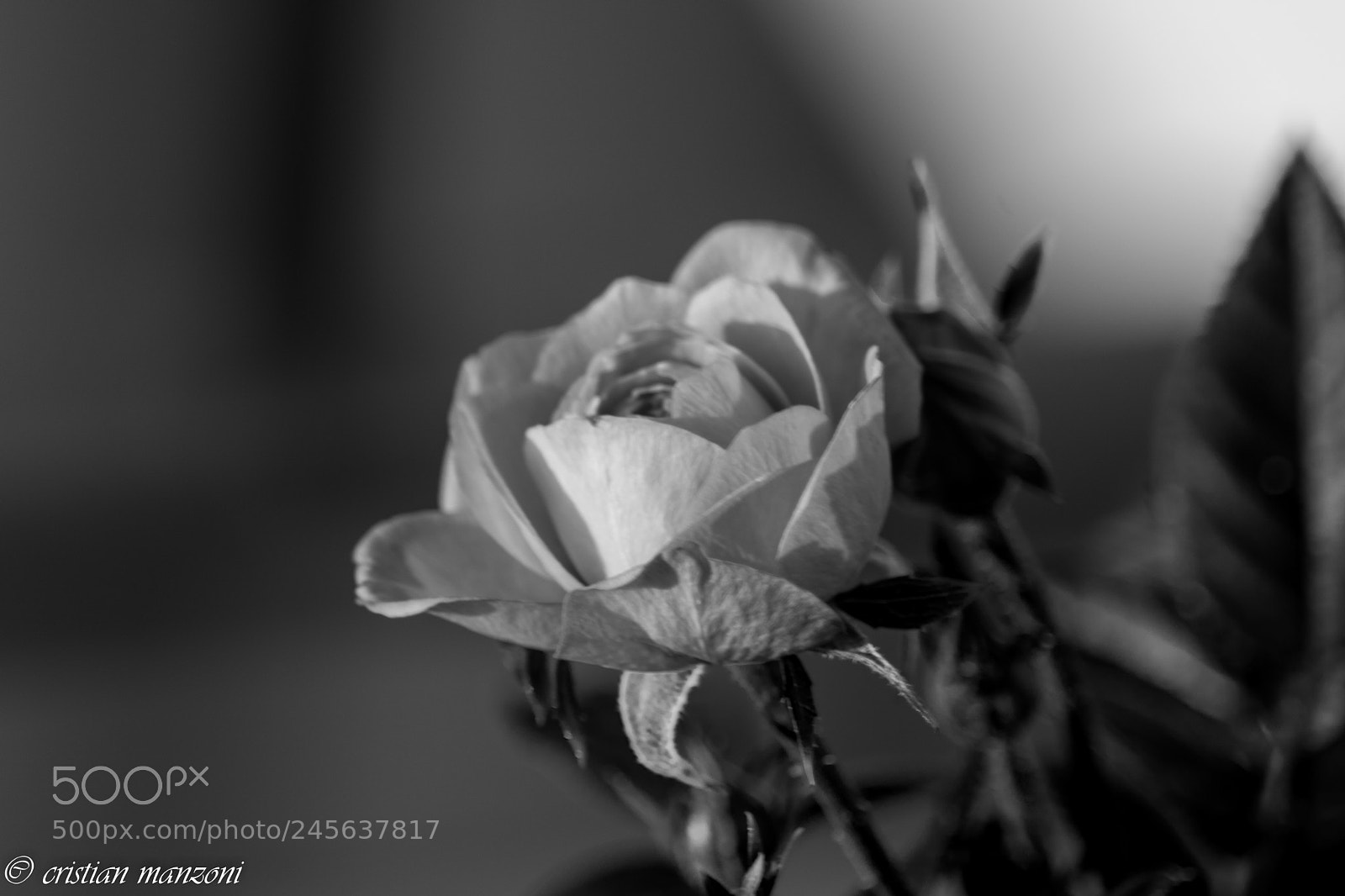 Nikon D5200 sample photo. 09022018-_dsc0269-2.jpg photography