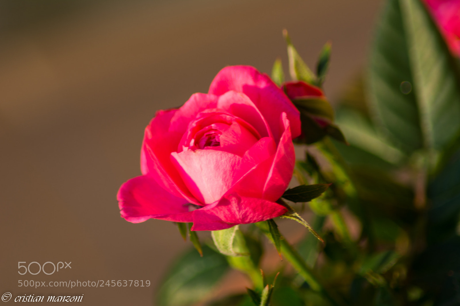 Nikon D5200 sample photo. 09022018-_dsc0270-2.jpg photography