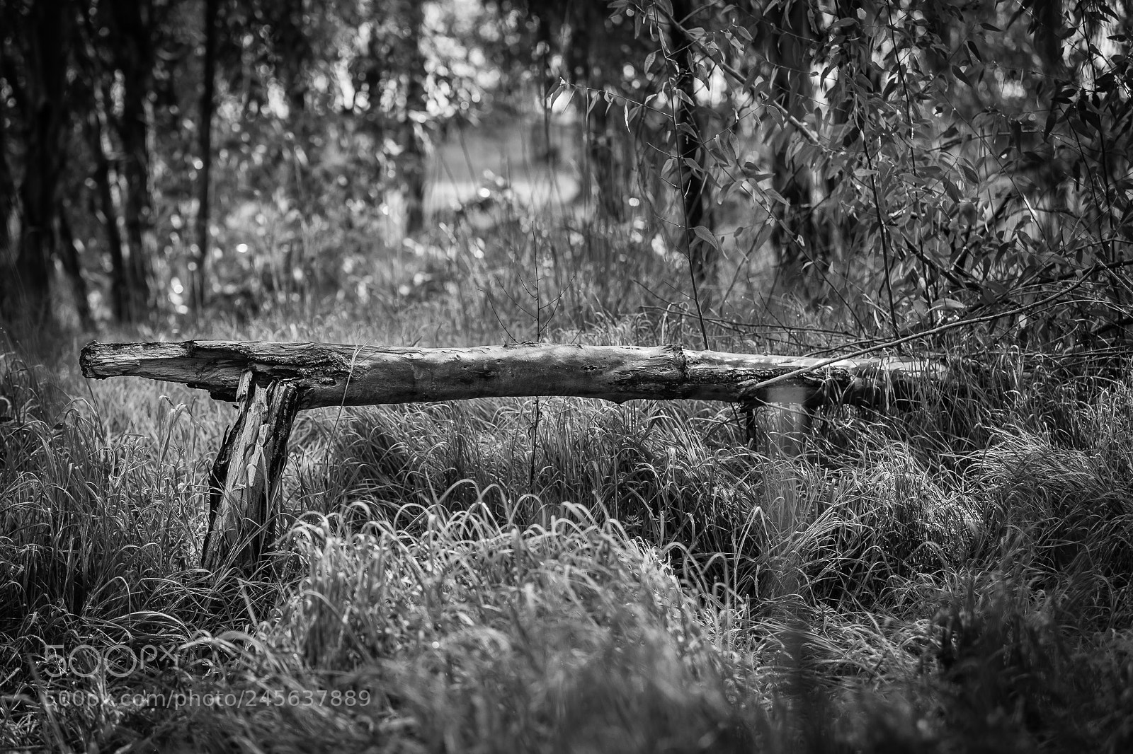Canon EOS 6D sample photo. Fallen tree photography