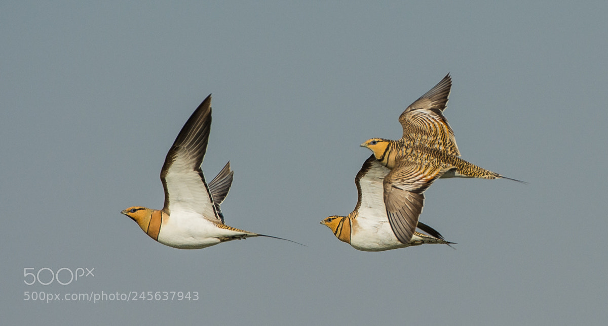 Nikon D7100 sample photo. Pin-tailed sand grouse photography