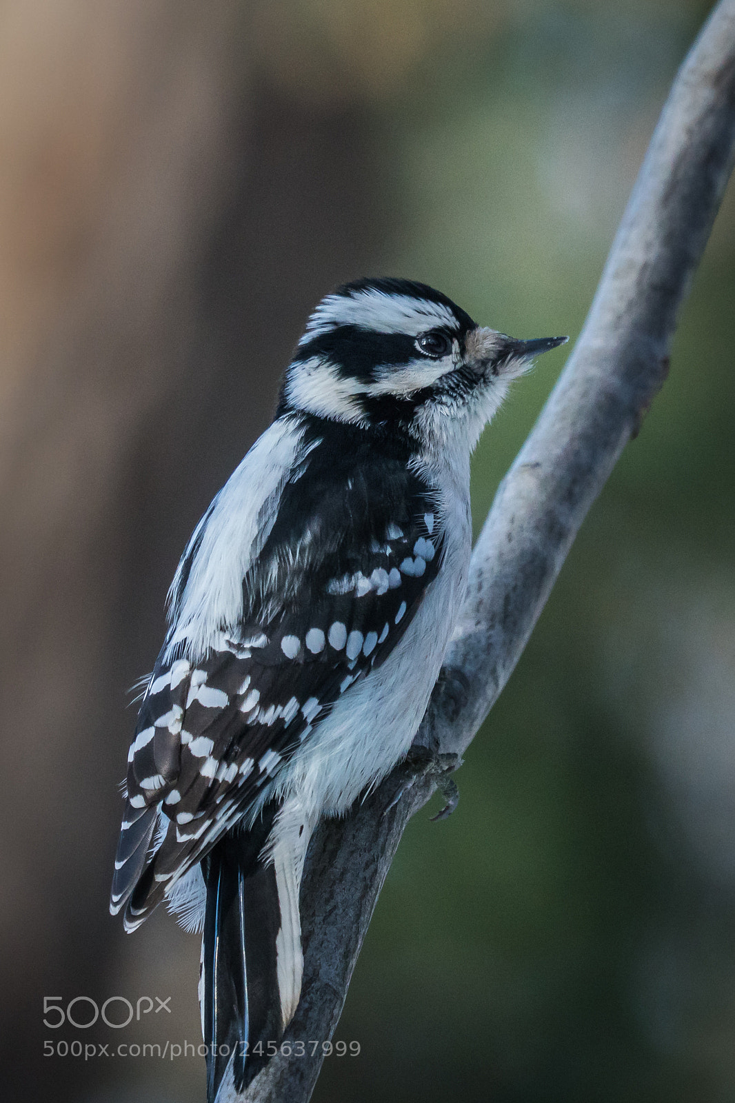 Sony a6300 sample photo. Downy woodpecker, female photography