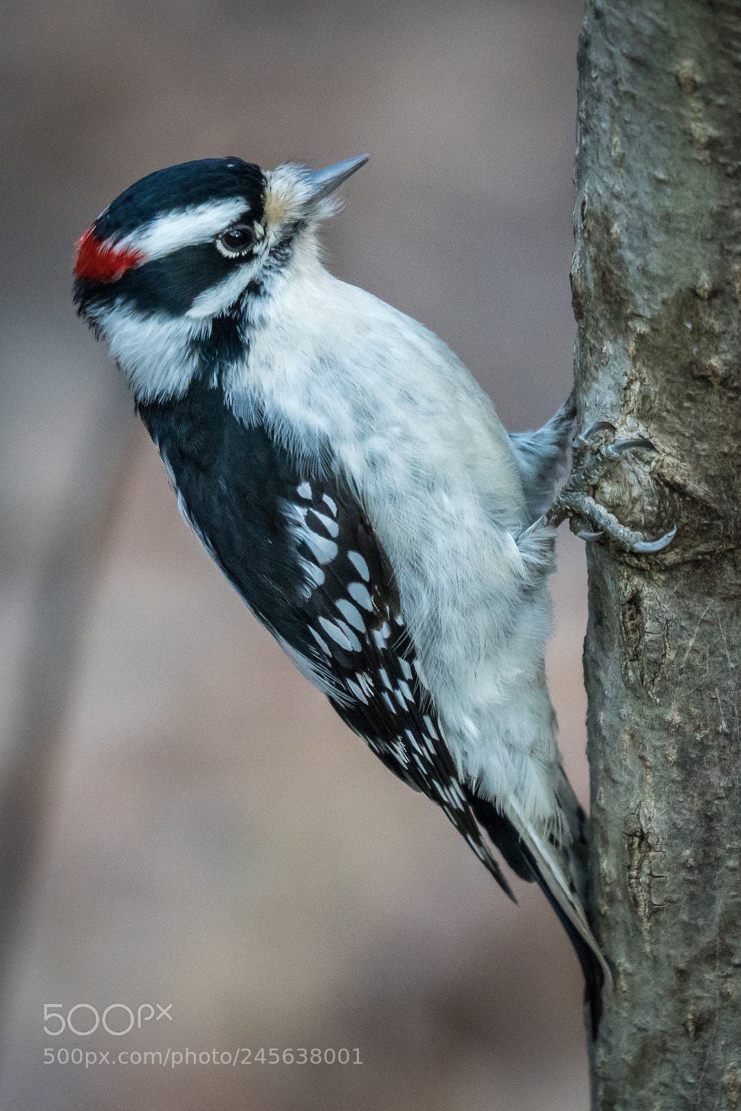 Sony a6300 sample photo. Downy woodpecker, male photography