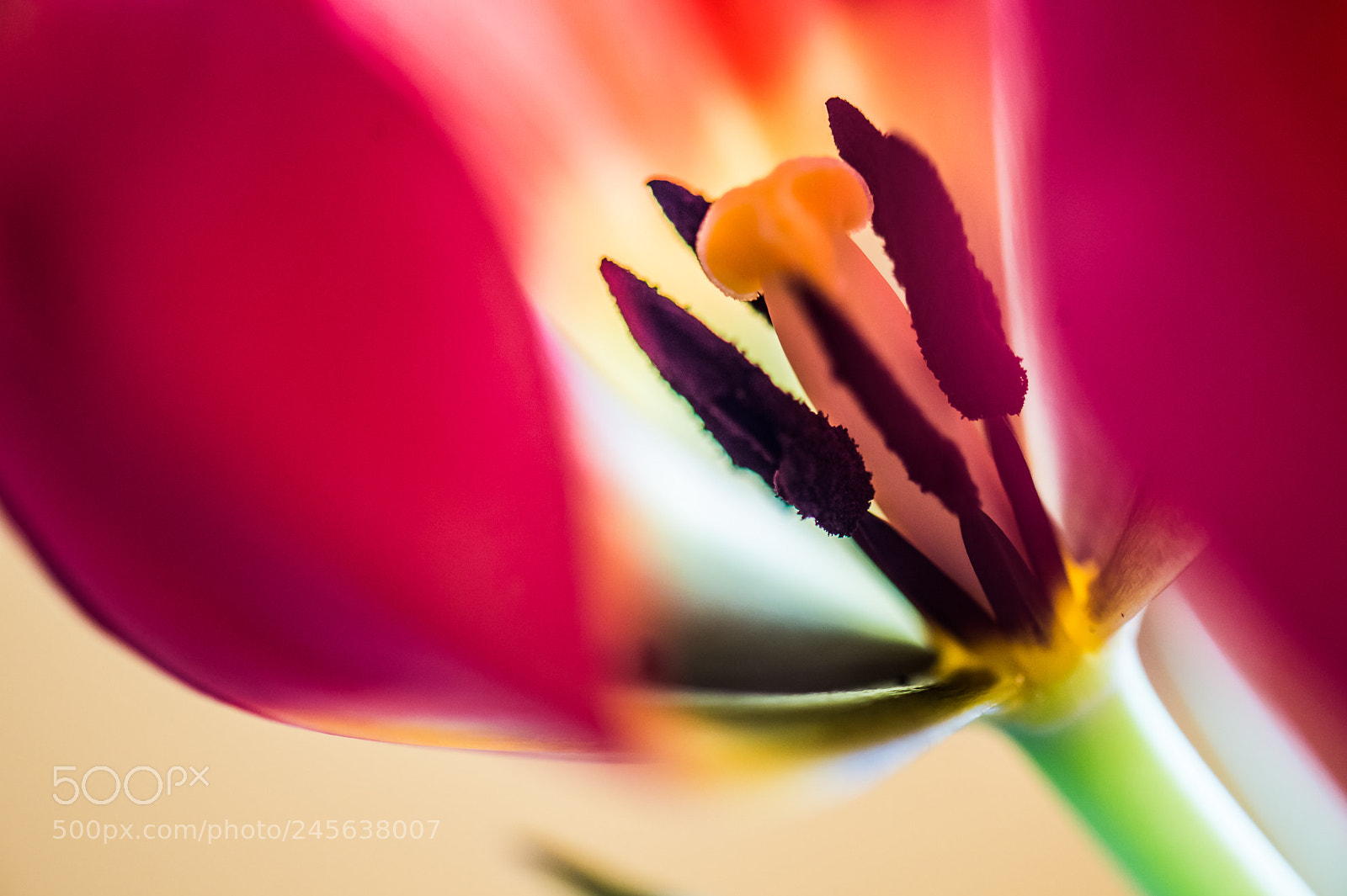 Nikon D4 sample photo. Tulip photography