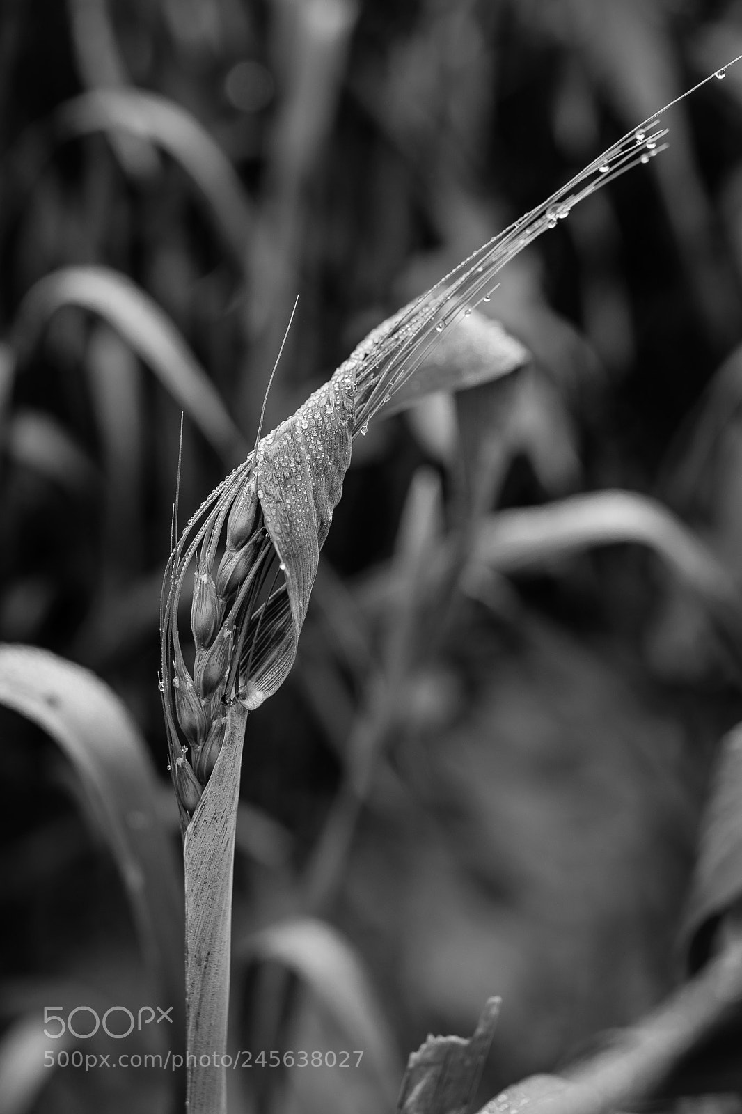 Canon EOS 6D sample photo. Unfurling wheat photography