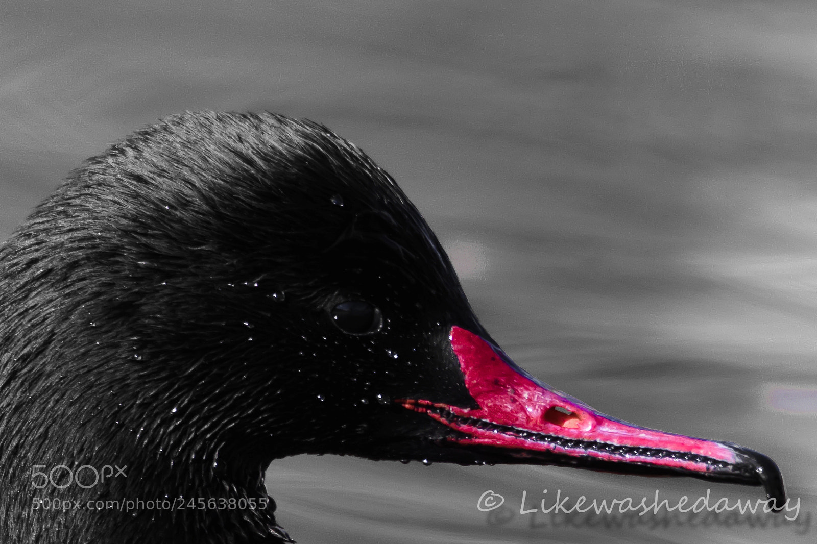 Nikon D7200 sample photo. Untitled photography