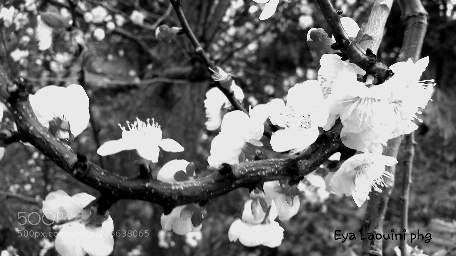 Samsung Galaxy S5 sample photo. Black and white  flowers photography
