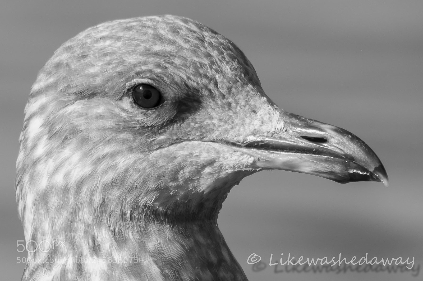 Nikon D7200 sample photo. Untitled photography