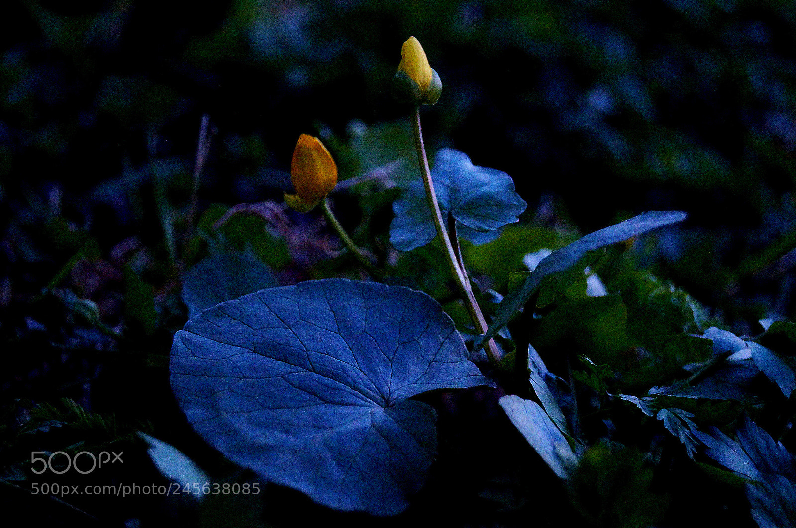 Sony SLT-A37 sample photo. Dsc photography