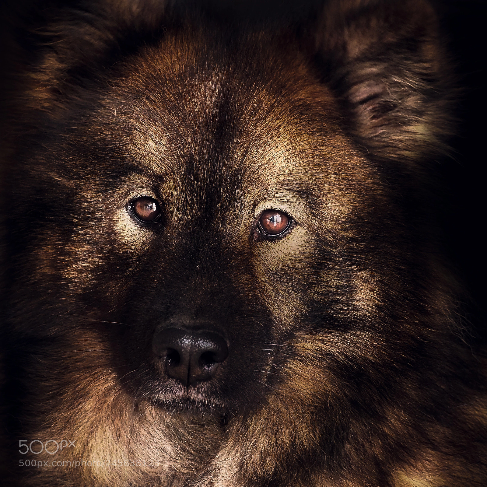 Olympus OM-D E-M10 II sample photo. Eurasier portrait photography