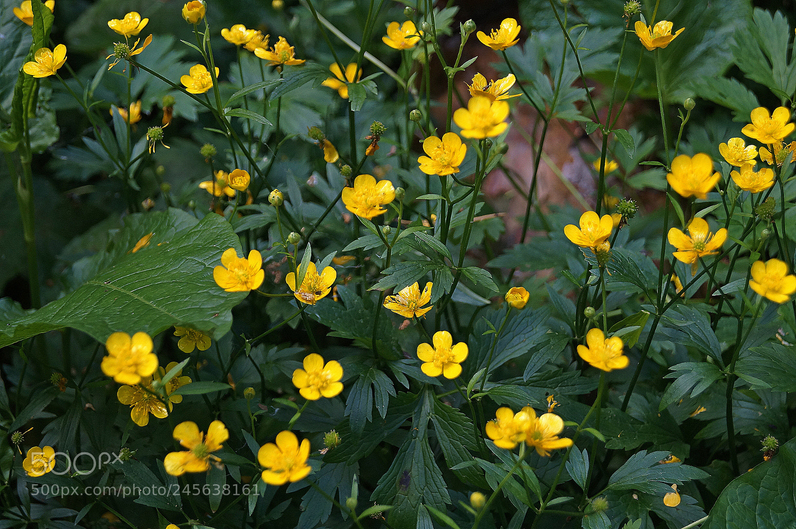 Sony SLT-A37 sample photo. Dsc photography