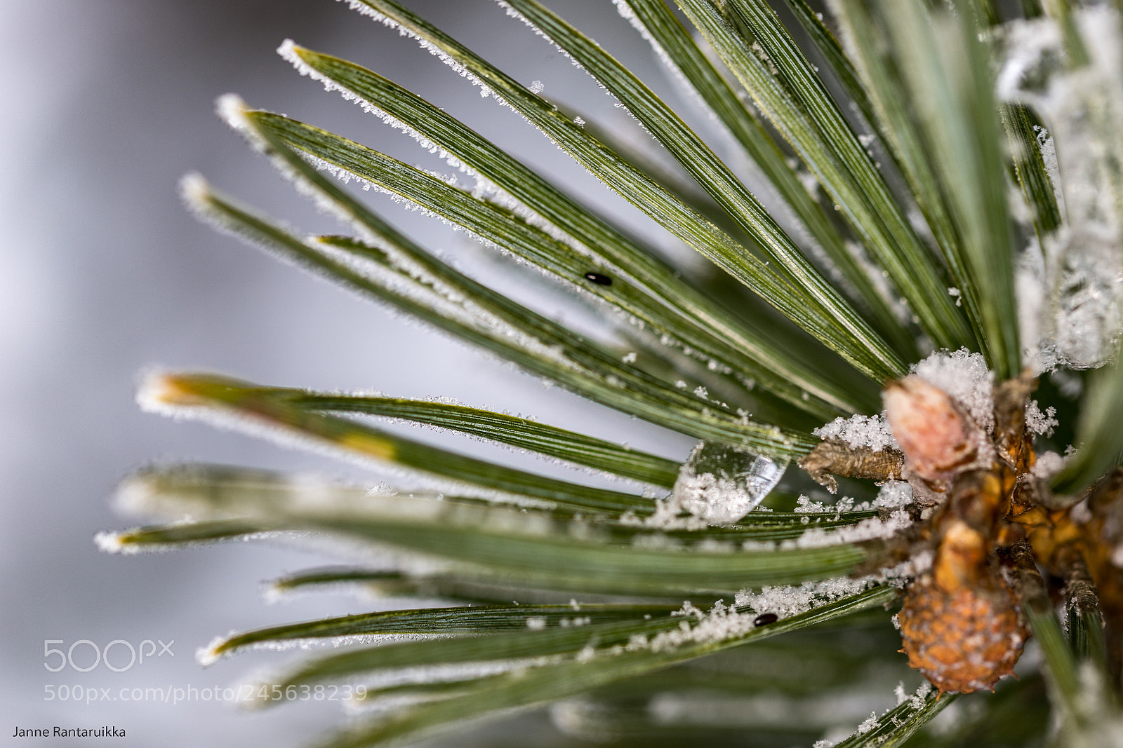 Canon EOS 6D Mark II sample photo. Frozen photography