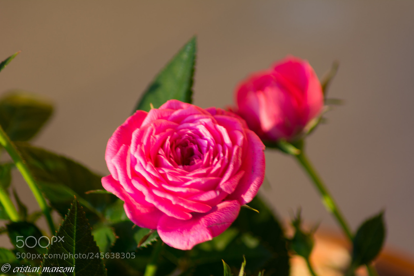 Nikon D5200 sample photo. 09022018-_dsc0267-2.jpg photography