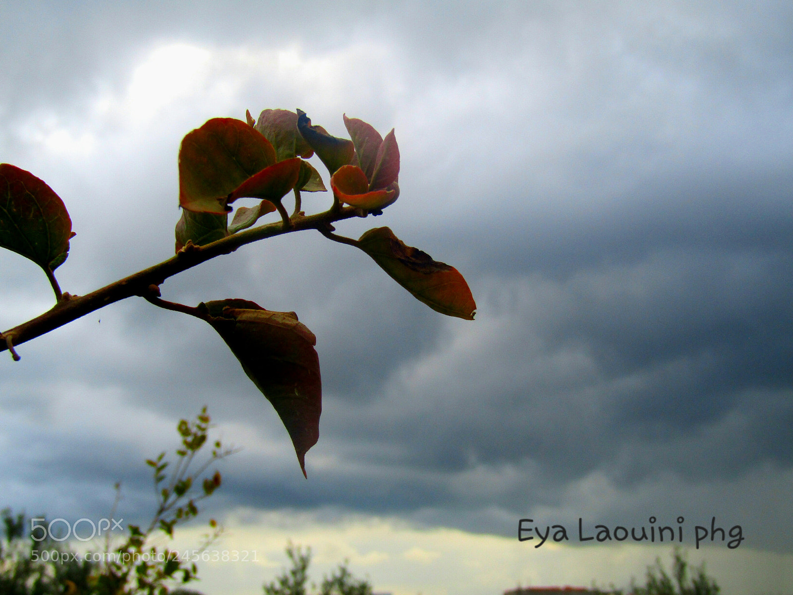 Canon PowerShot SX410 IS sample photo. Love it photography