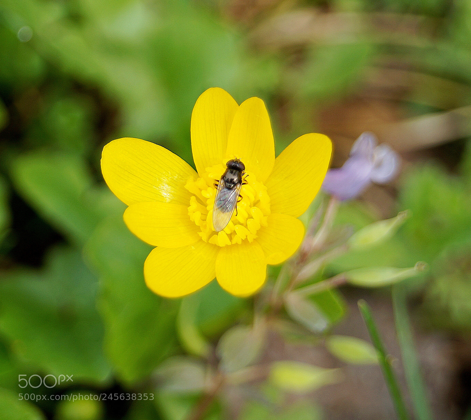 Sony SLT-A37 sample photo. Dsc photography
