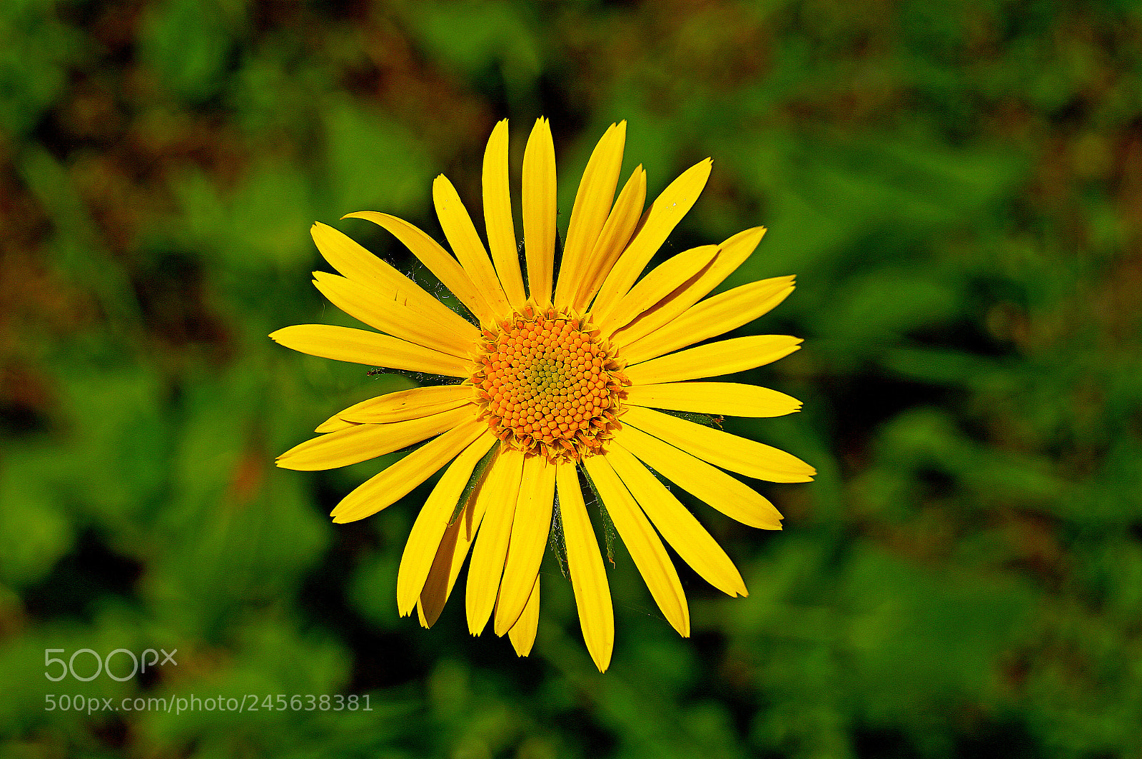 Sony SLT-A37 sample photo. Dsc photography