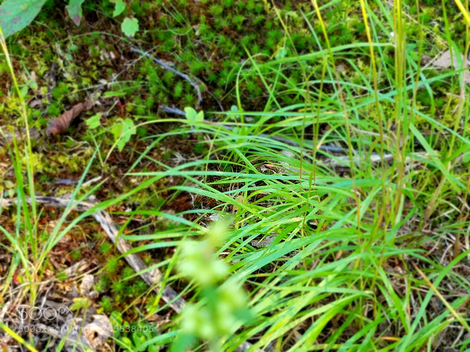 Samsung Galaxy S7 sample photo. Grass photography