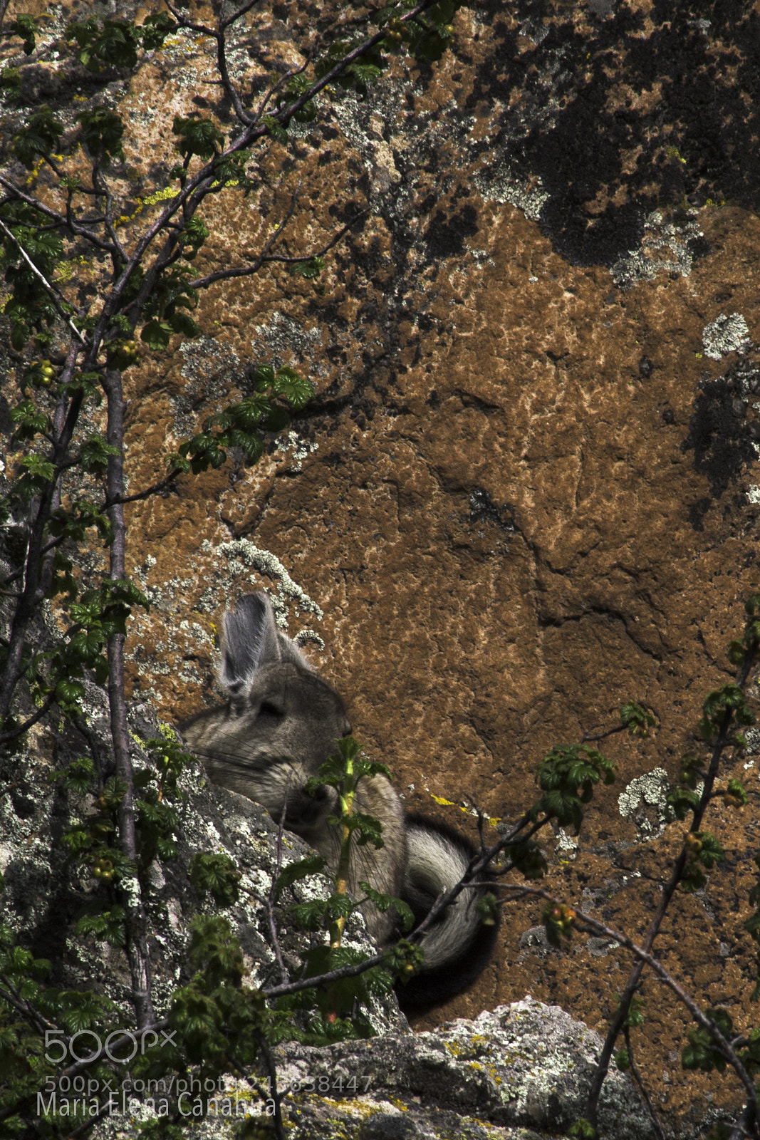 Nikon D5100 sample photo. Wild chinchilla at peruvian photography
