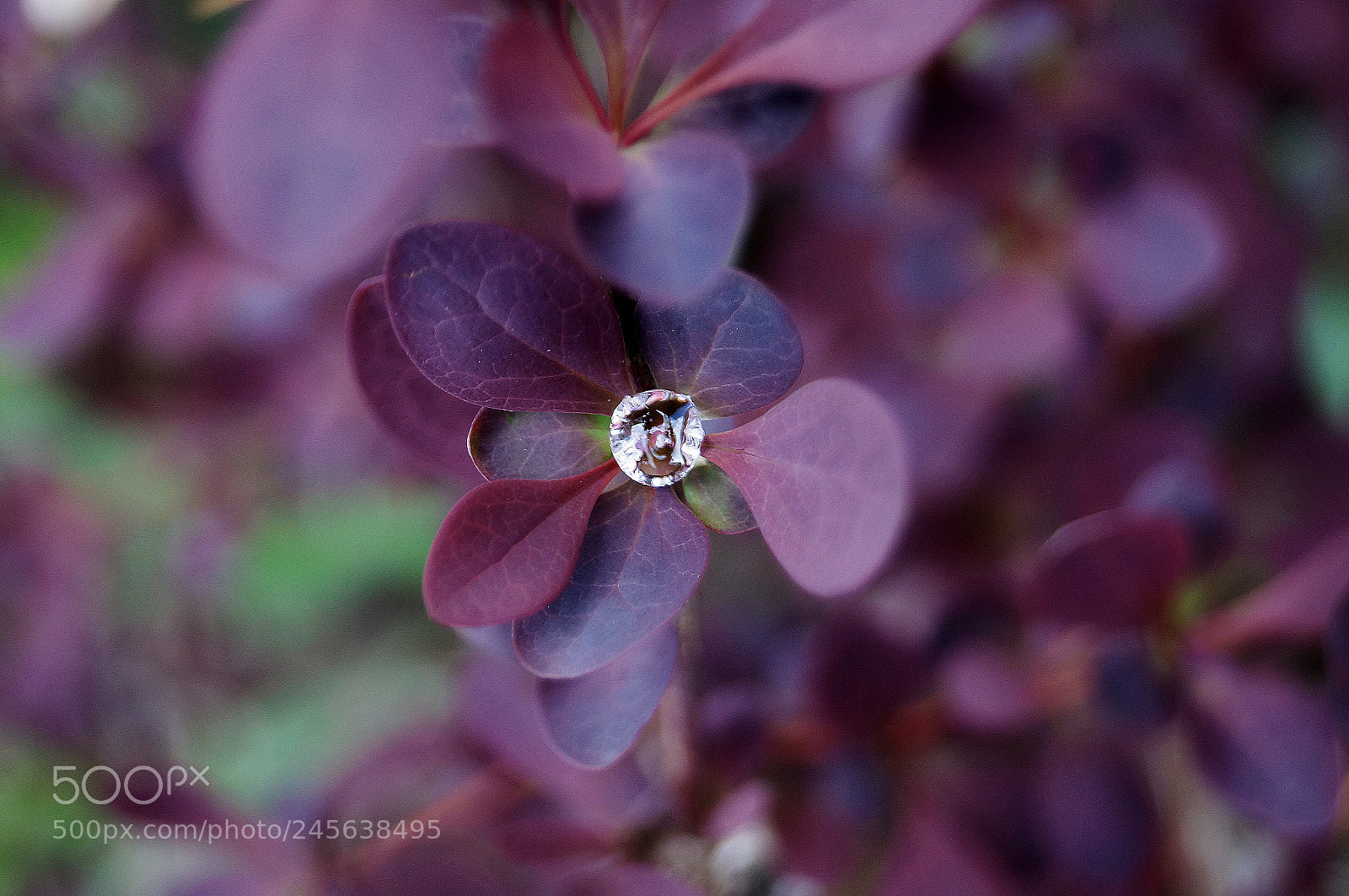 Sony SLT-A37 sample photo. ирис photography