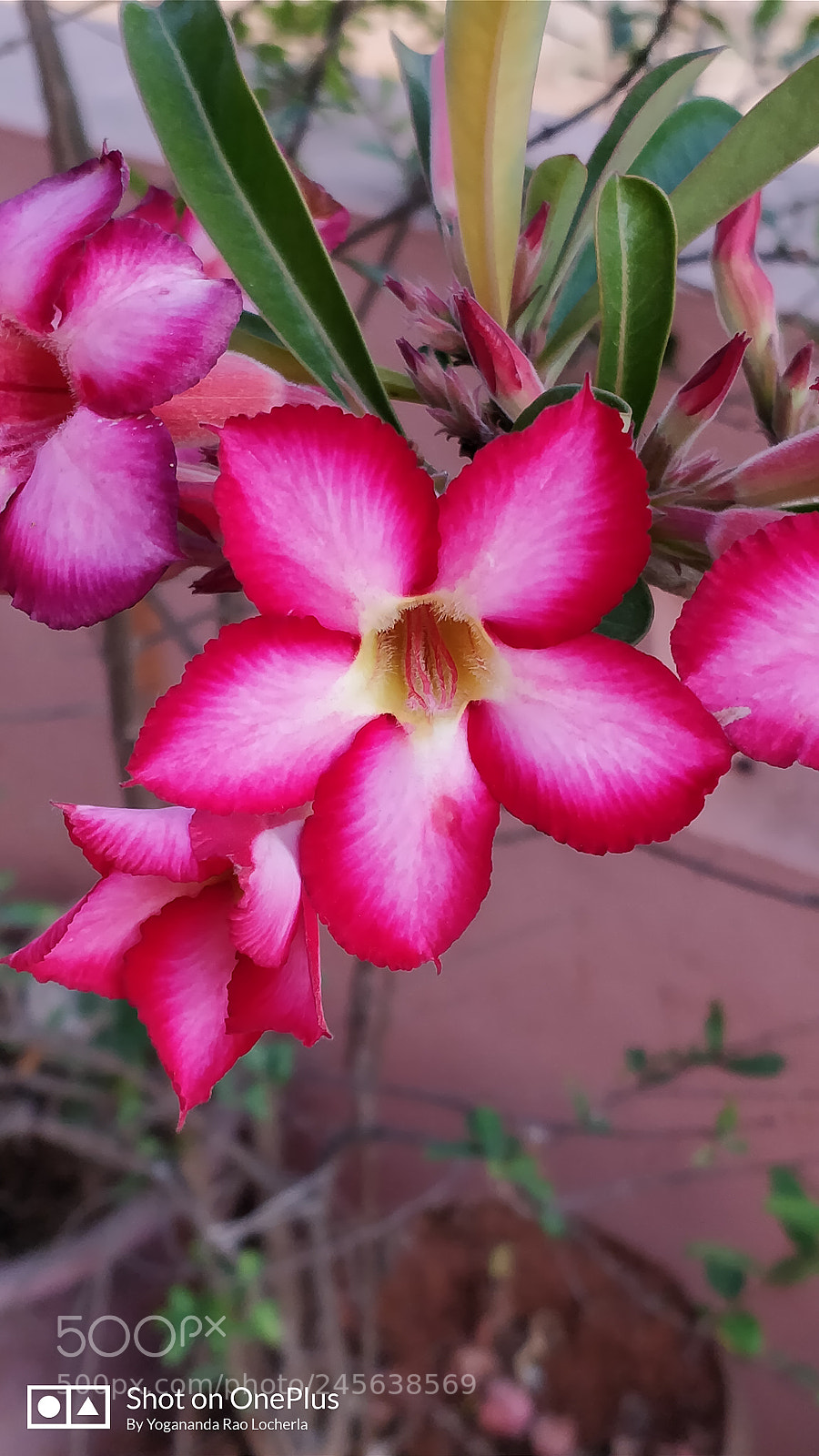 OnePlus 5 sample photo. Untitled photography