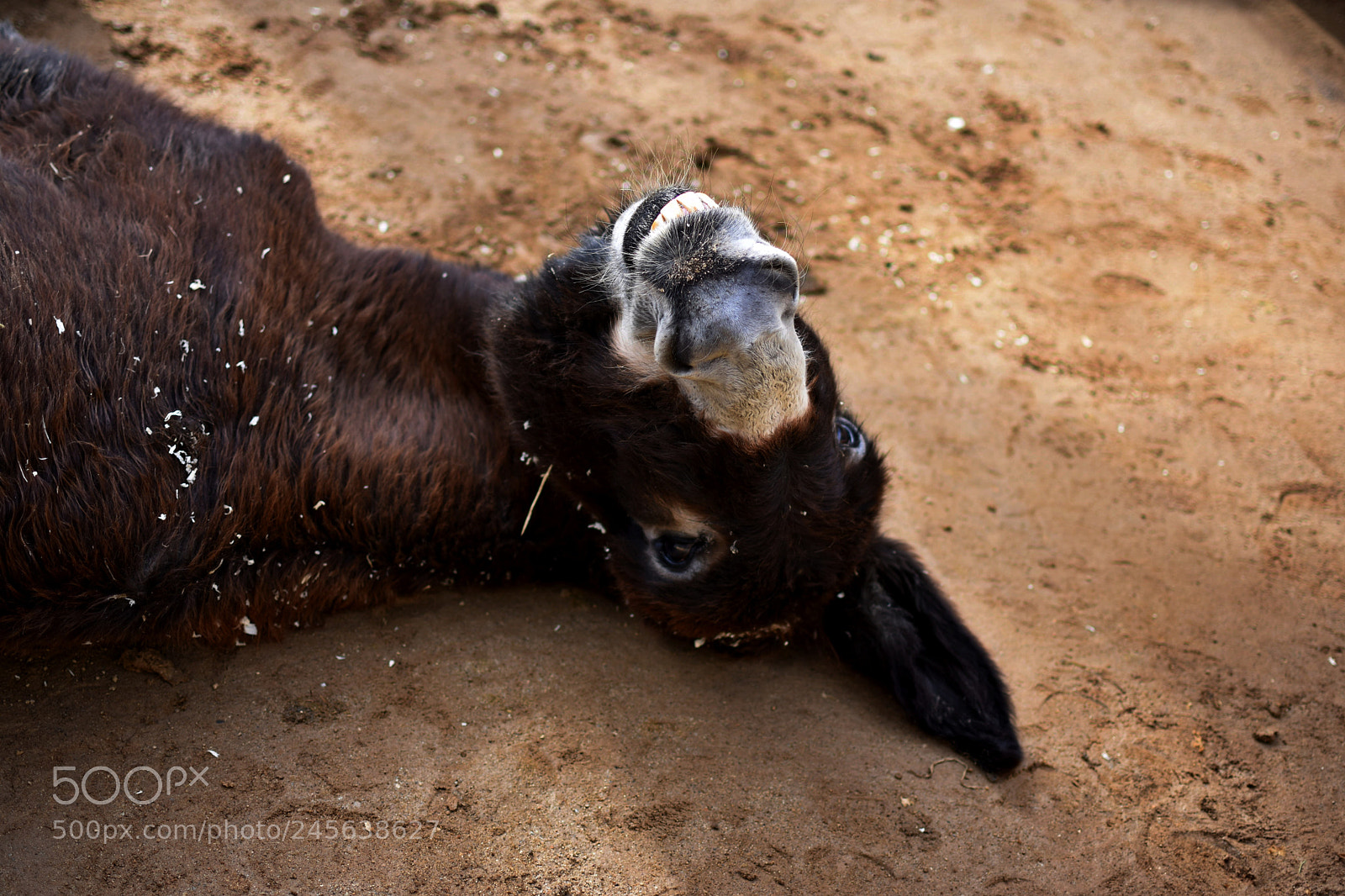 Nikon D3400 sample photo. Crazy donkey photography