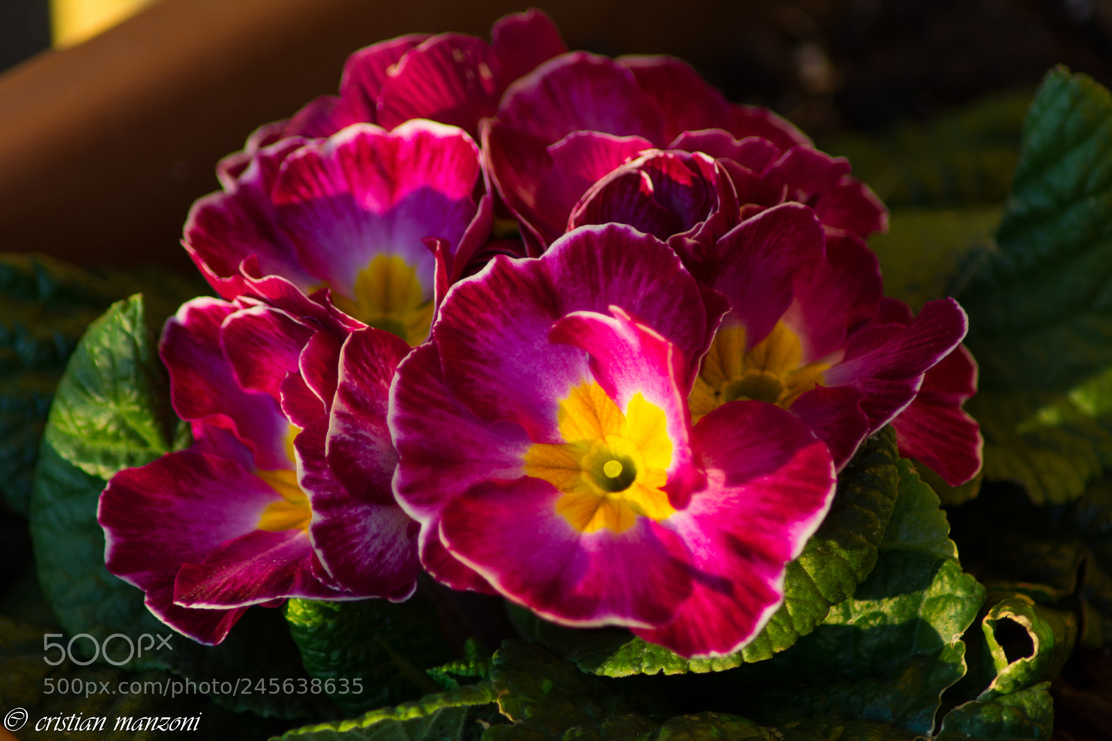 Nikon D5200 sample photo. 09022018-_dsc0266-2.jpg photography