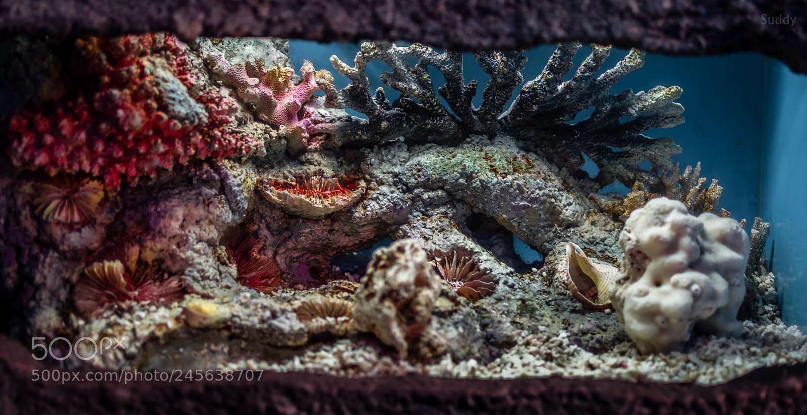 Nikon D3200 sample photo. Corals photography