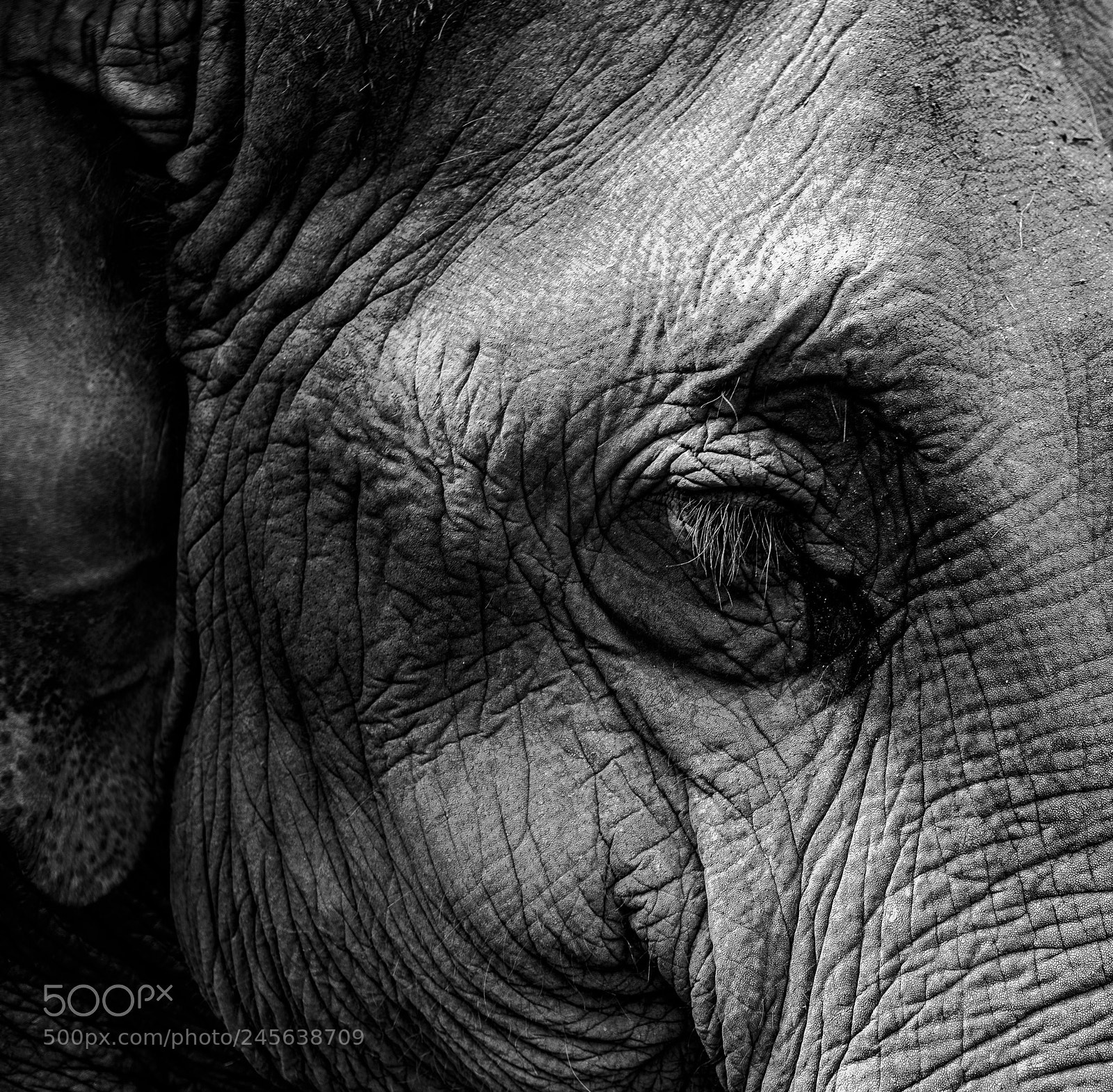 Canon EOS 6D sample photo. Asian elephant photography