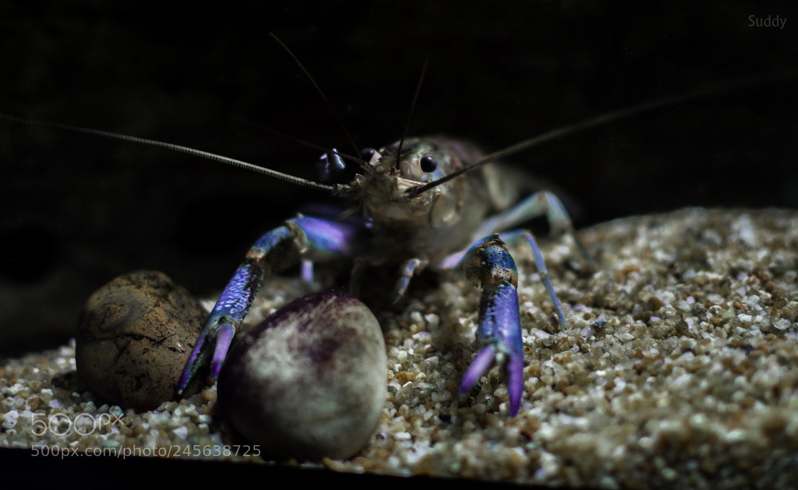 Nikon D3200 sample photo. Ravioli photography
