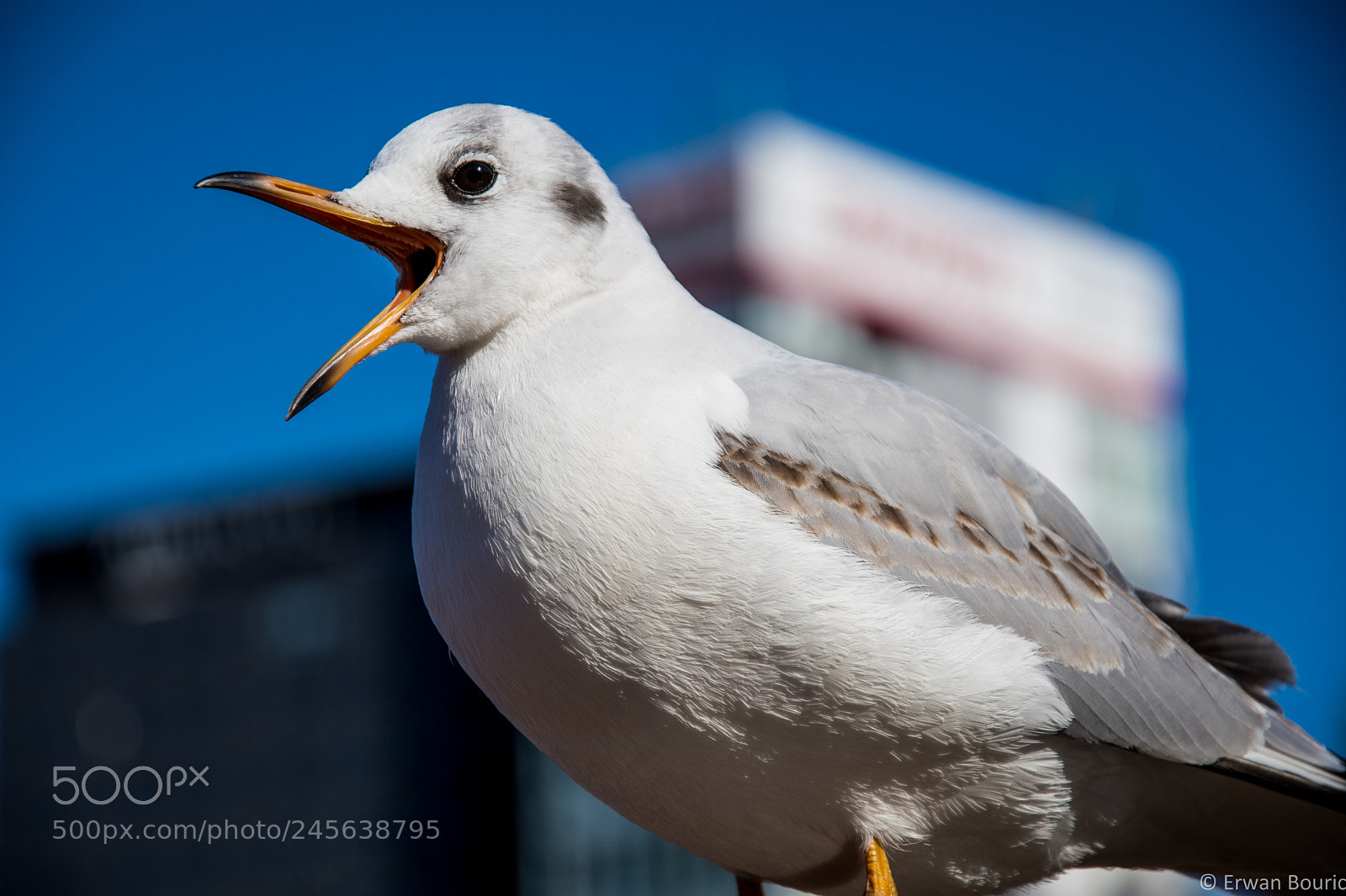 Nikon D500 sample photo. Yelling seagull photography