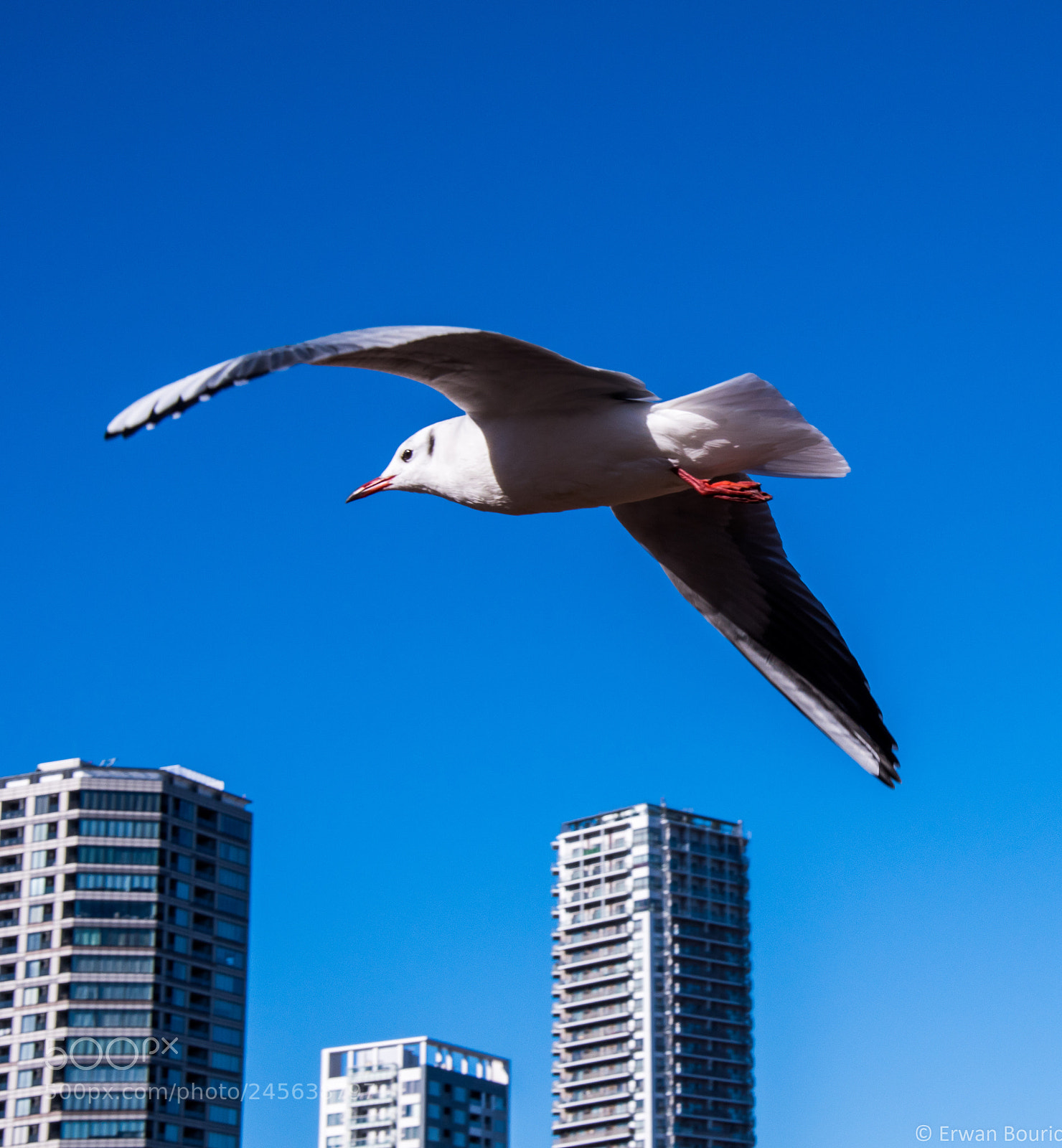Nikon D500 sample photo. Flying seagull over ueno photography
