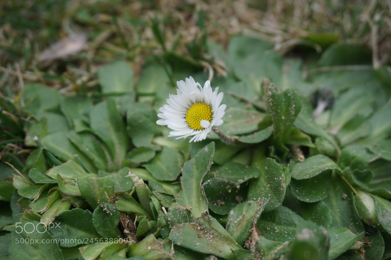 Sony a6000 + Sony E 18-50mm F4-5.6 sample photo. Dsc photography